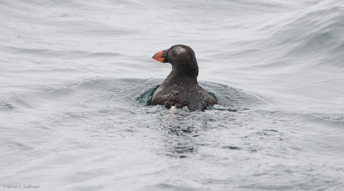 Tufted Puffin - ML20044231