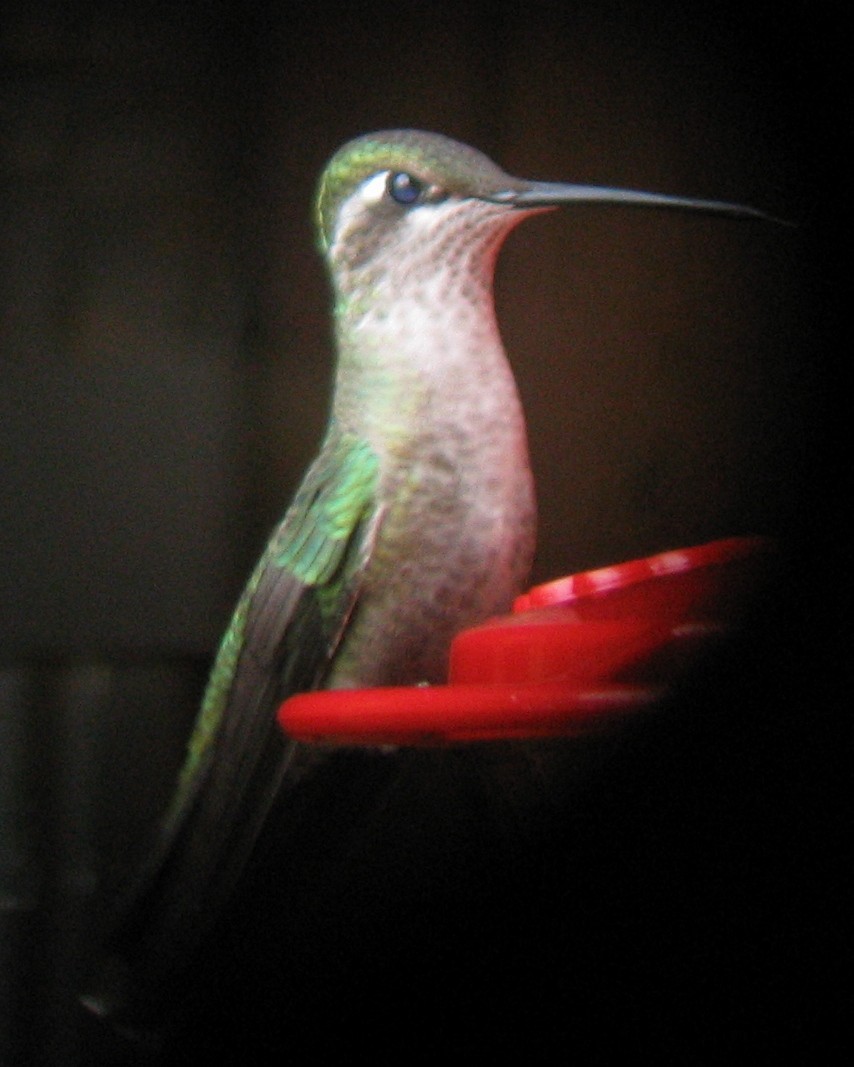 Rivoli's Hummingbird - Kerry Ross