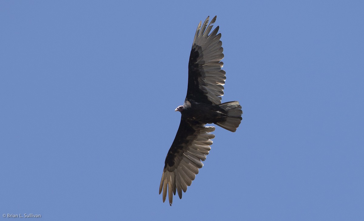 Turkey Vulture - ML20044831