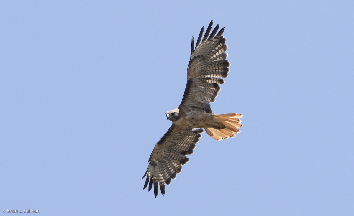 Red-tailed Hawk (calurus/alascensis) - ML20044851