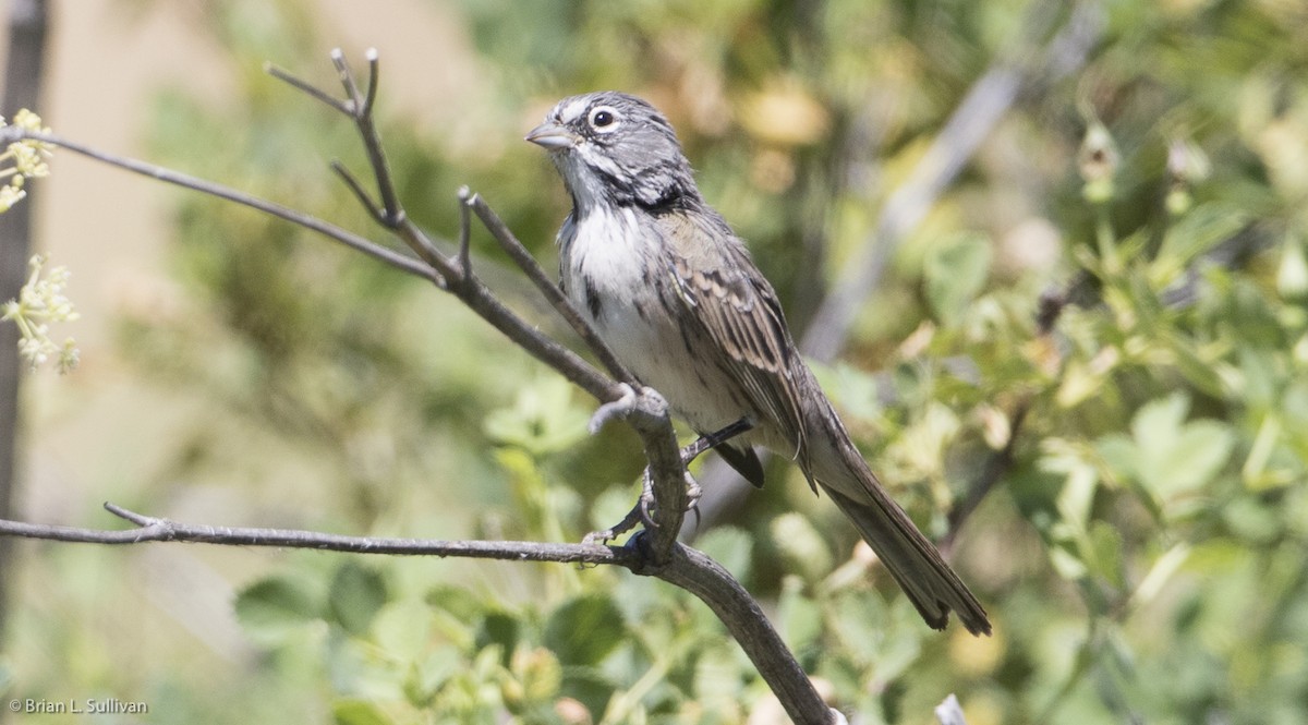Bell's Sparrow (belli) - ML20044871