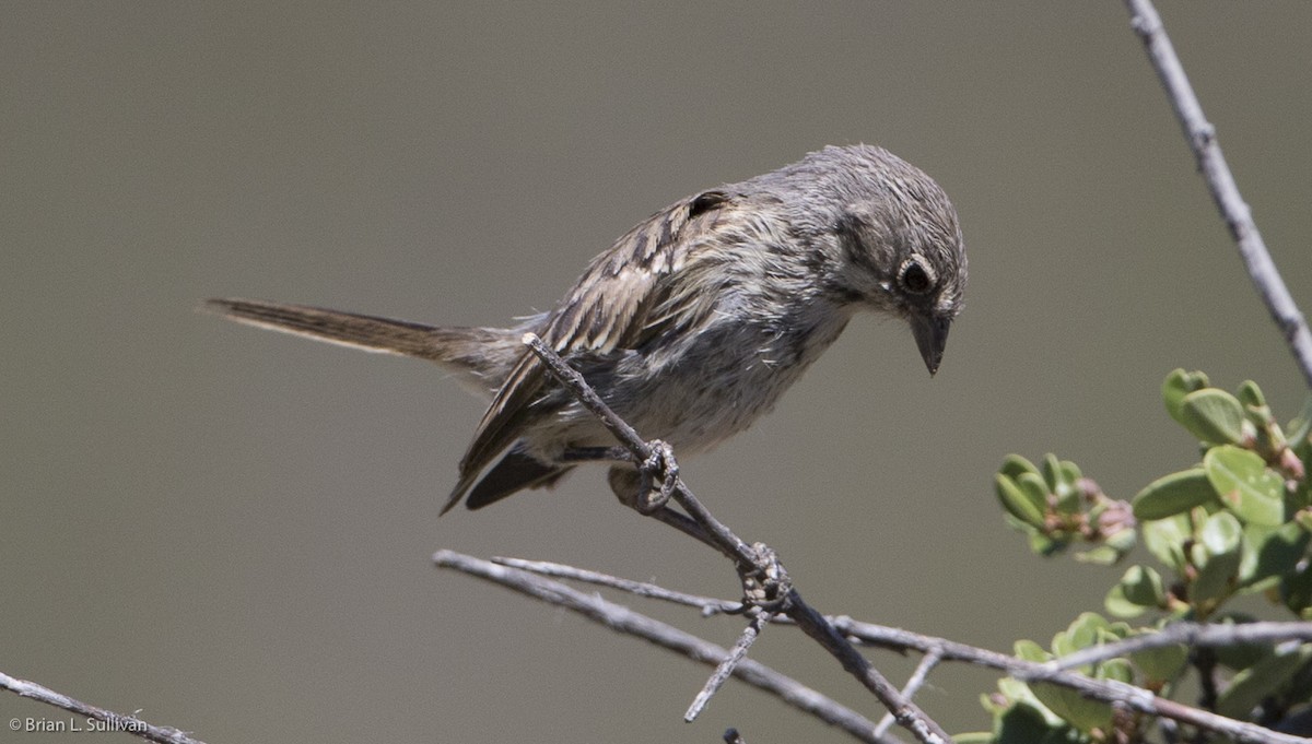 Bell's Sparrow (belli) - ML20044891