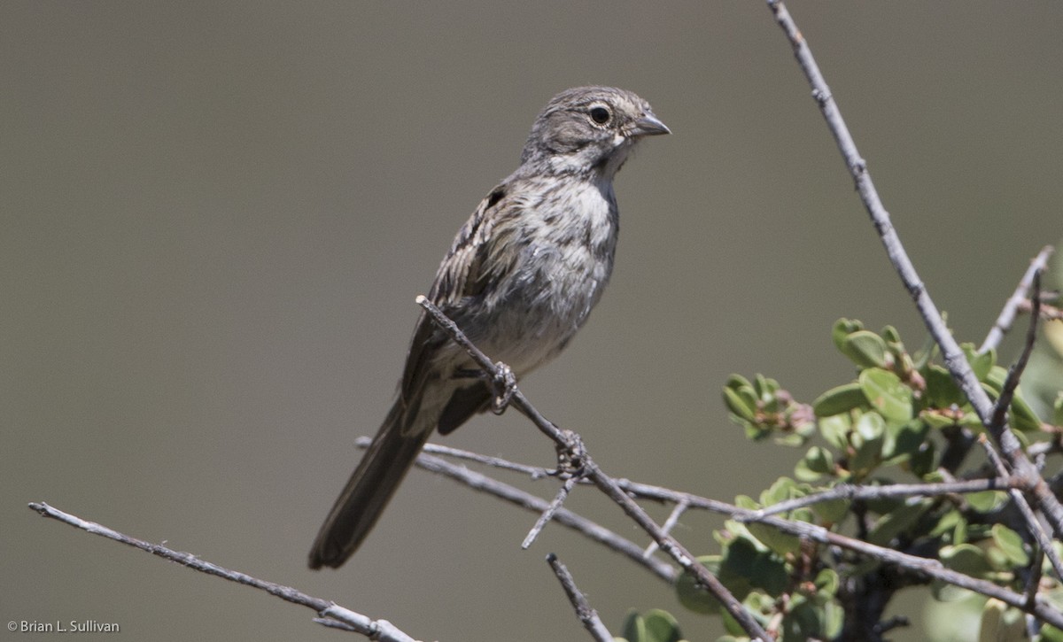 Bell's Sparrow (belli) - ML20044911