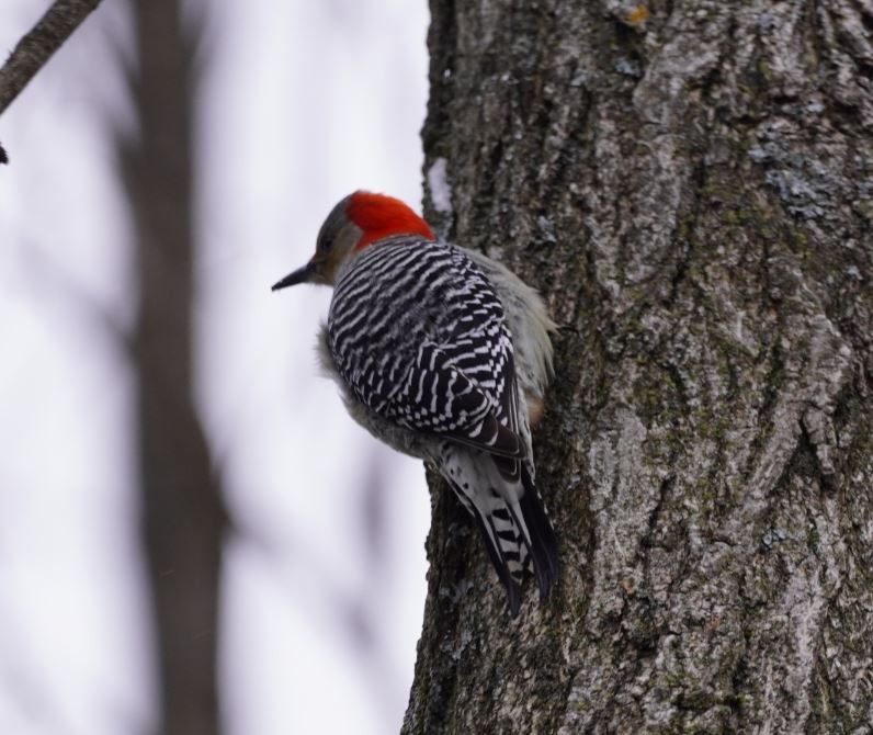 Red-bellied Woodpecker - Greg Hertler