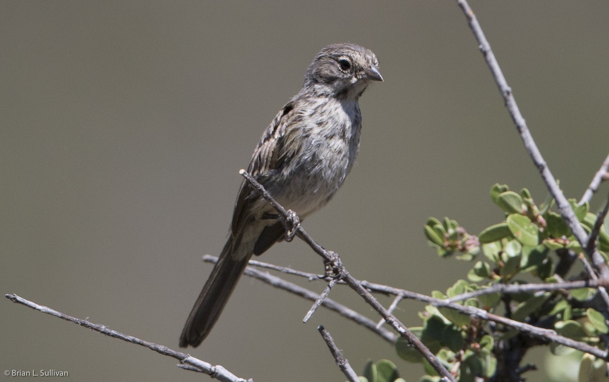 Bell's Sparrow (belli) - ML20044921
