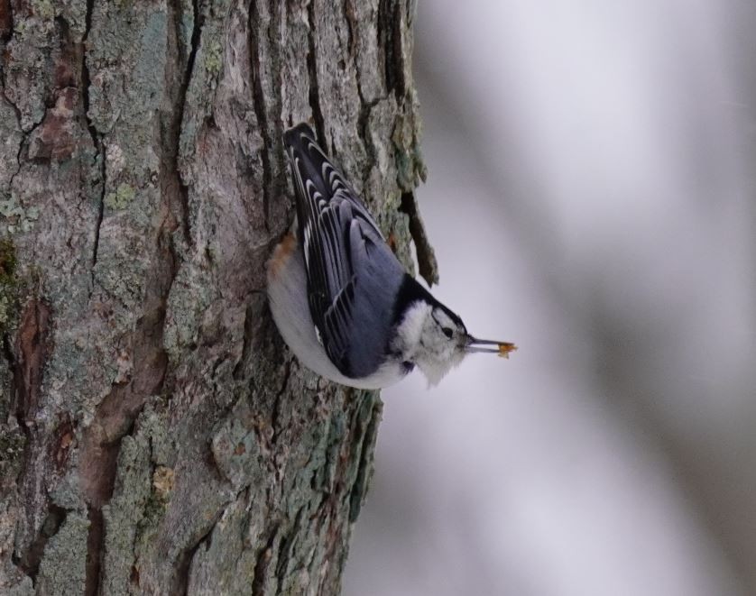 White-breasted Nuthatch - Greg Hertler