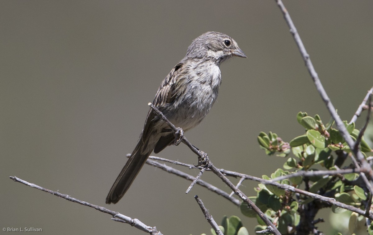 Bell's Sparrow (belli) - ML20044941
