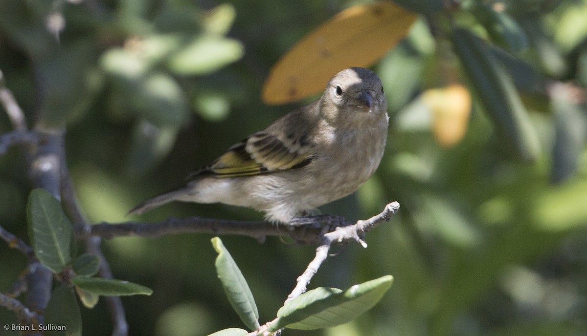 Lawrence's Goldfinch - ML20045001