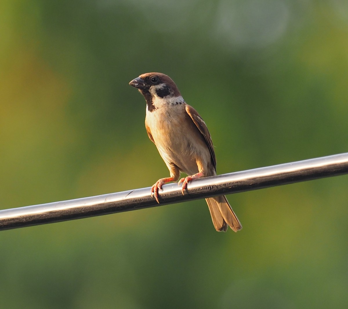 Eurasian Tree Sparrow - ML200451571