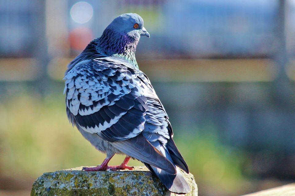Rock Pigeon (Feral Pigeon) - ML200457141