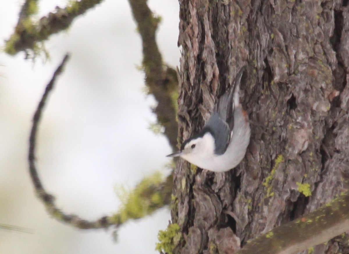 White-breasted Nuthatch - ML200457261