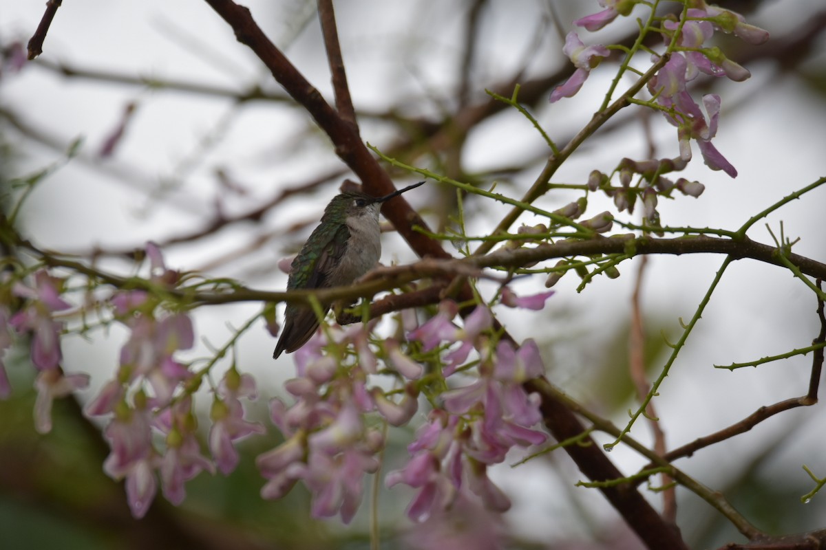 Ruby-throated Hummingbird - Jane Crawford