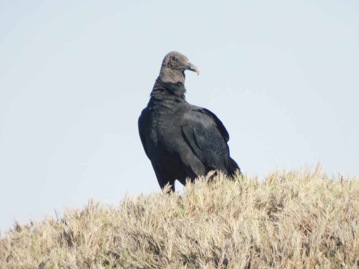 Black Vulture - Igor Lazo - CORBIDI/COAP/PAU