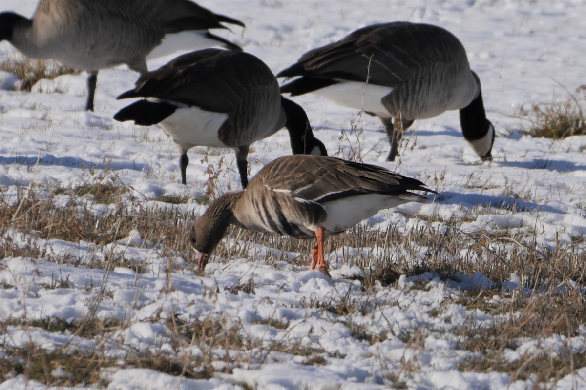 Greater White-fronted Goose - ML200459021