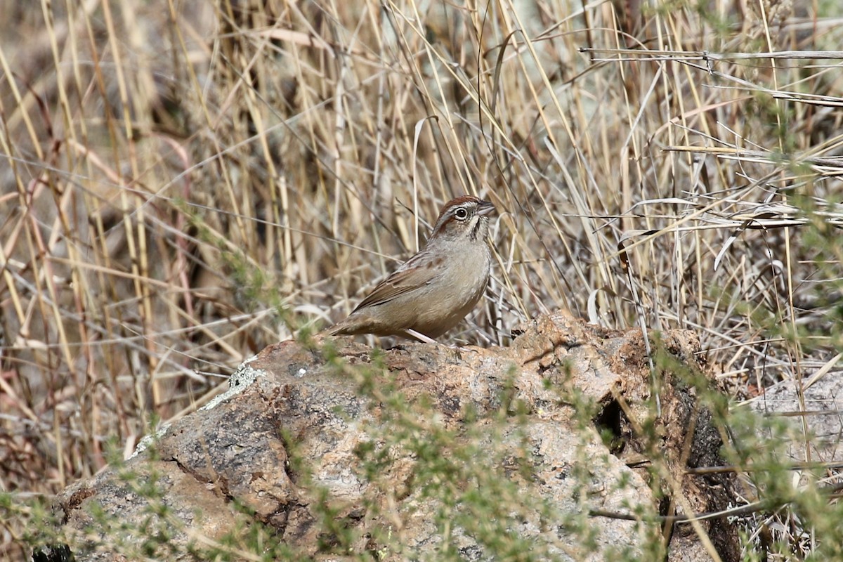 Rufous-crowned Sparrow - ML200459061