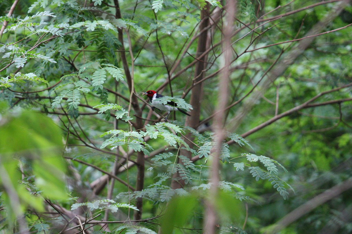 Red-capped Cardinal - Marshall Iliff