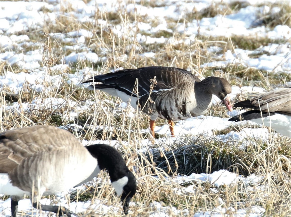 Greater White-fronted Goose - ML200461531