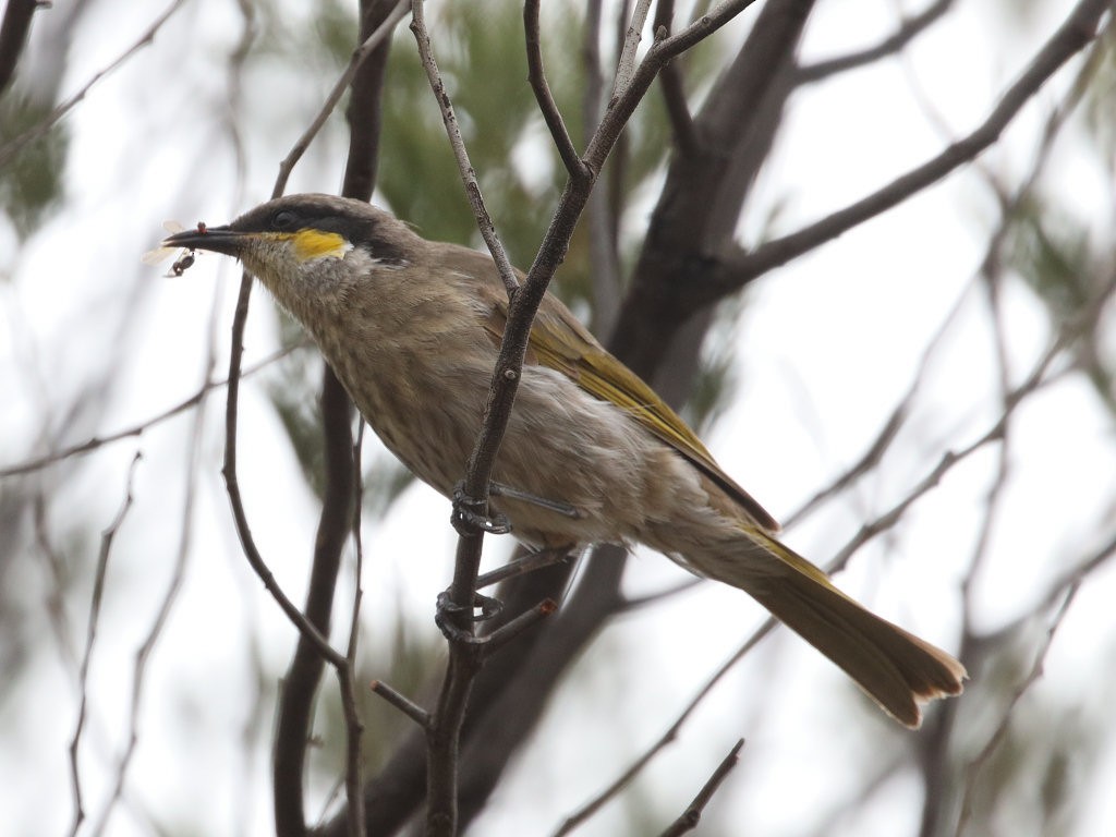 Singing Honeyeater - jannette and peter manins