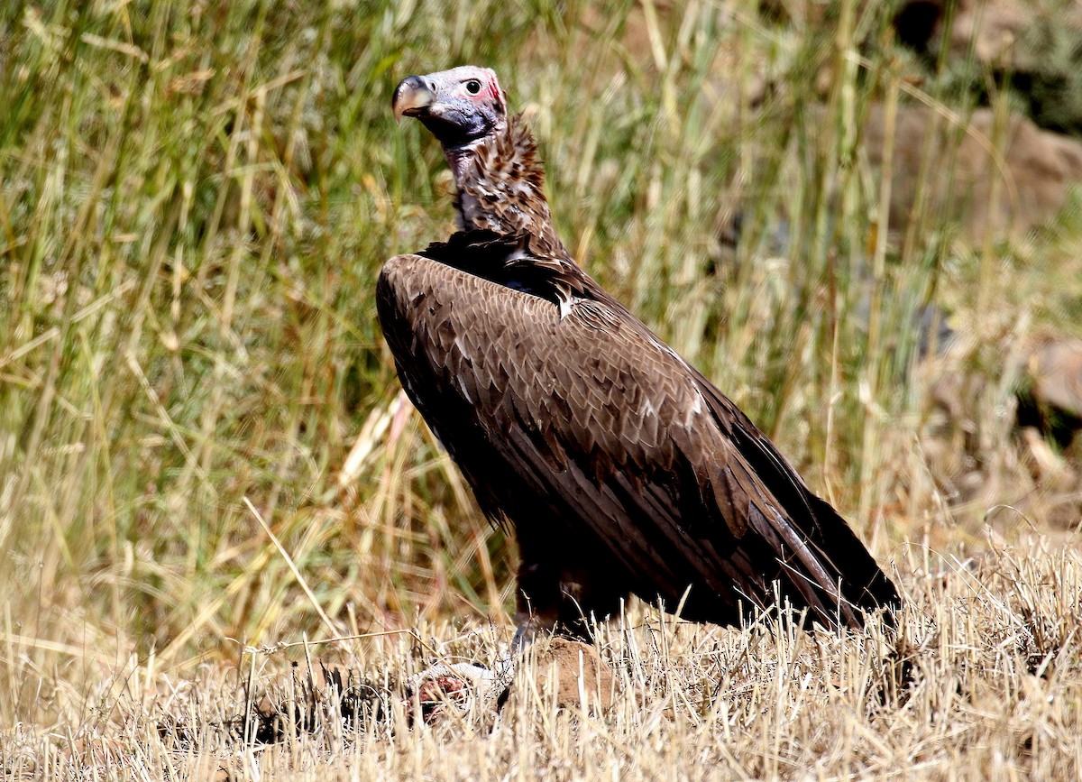 Lappet-faced Vulture - Fikret Ataşalan