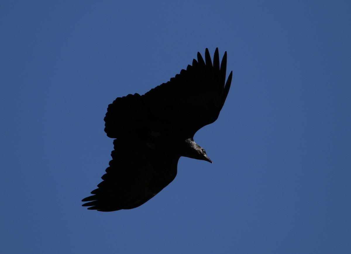 Fan-tailed Raven - ML200467181