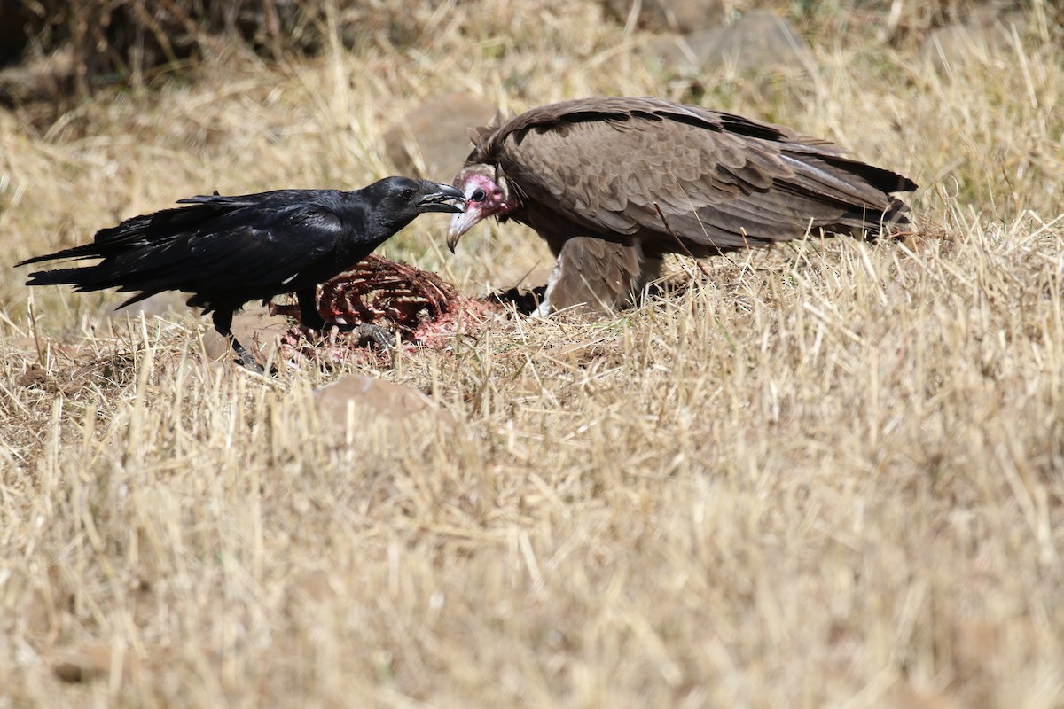 Cape Crow - Fikret Ataşalan
