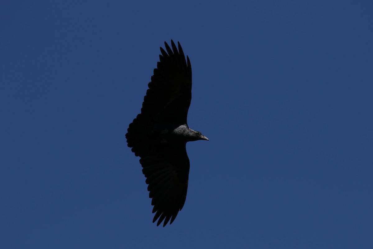 Fan-tailed Raven - ML200467231