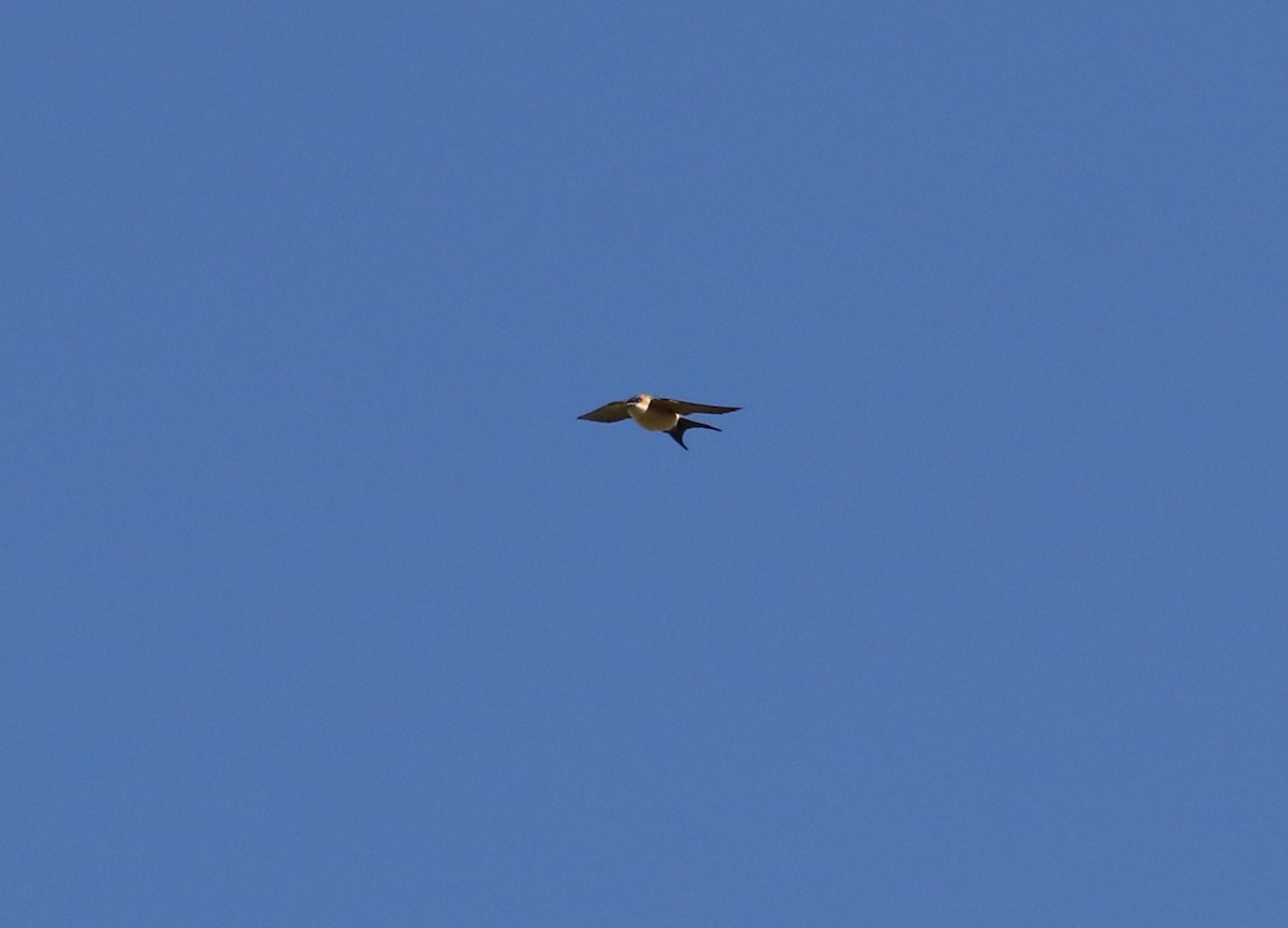 Red-rumped Swallow - ML200467381