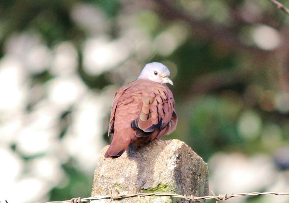 Ruddy Ground Dove - Kevin Lester