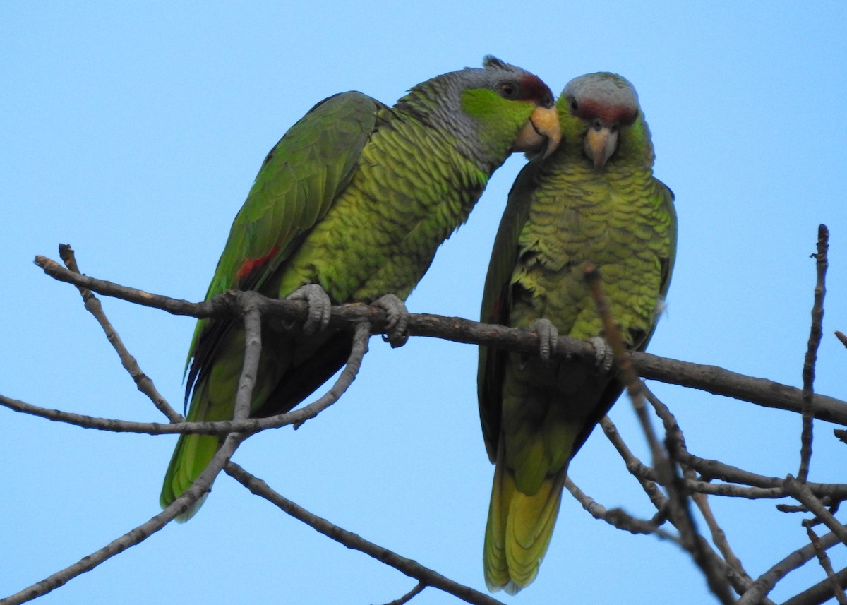 Lilac-crowned Parrot - ML200470841