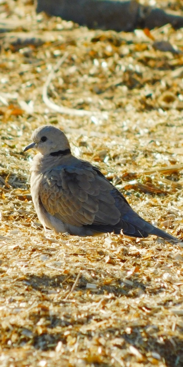Eurasian Collared-Dove - ML200474791