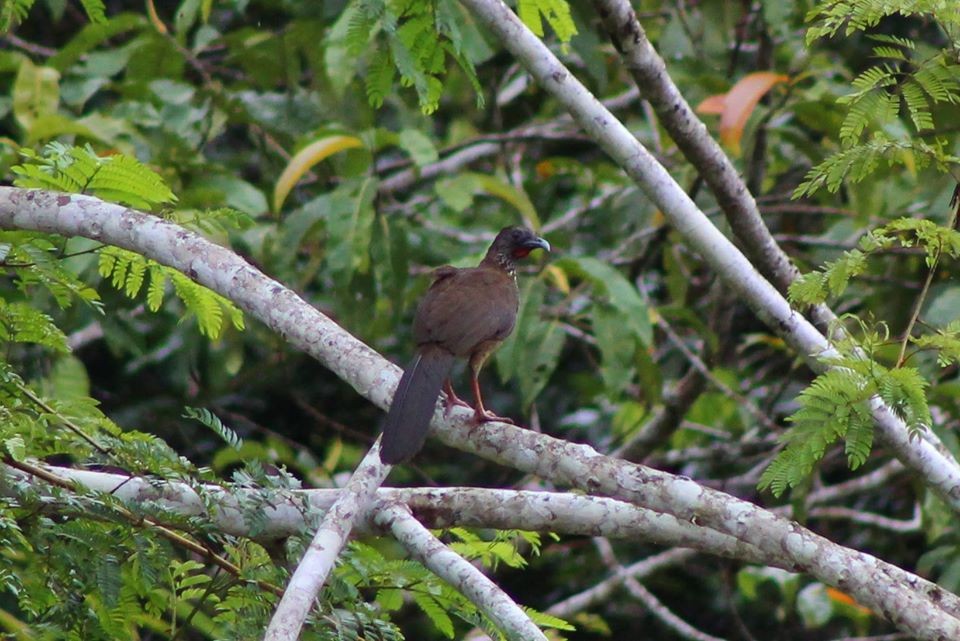 Speckled Chachalaca - Kevin Lester