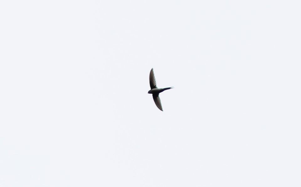 Fork-tailed Palm Swift - Kevin Lester