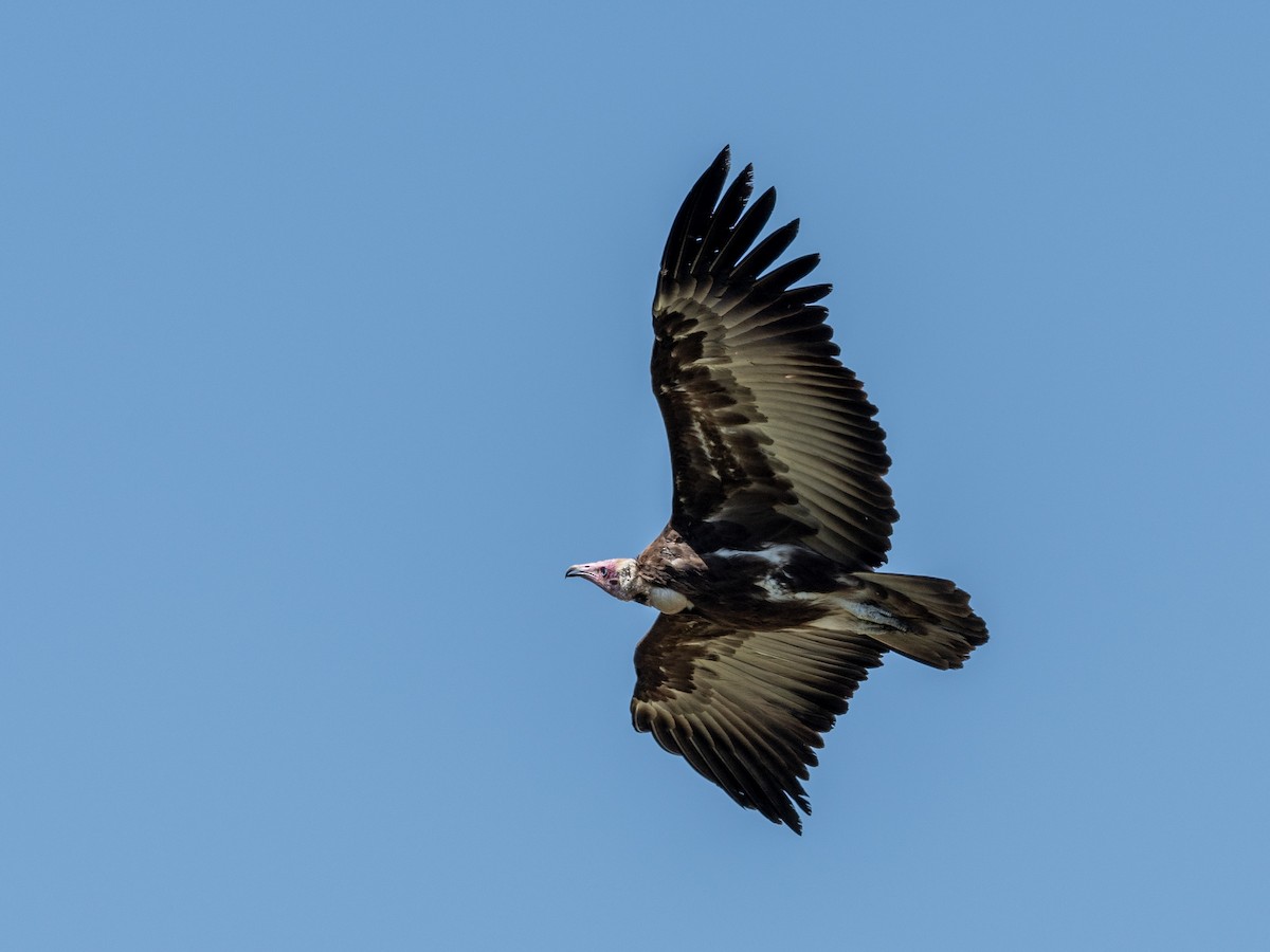 Hooded Vulture - Jean-Louis  Carlo