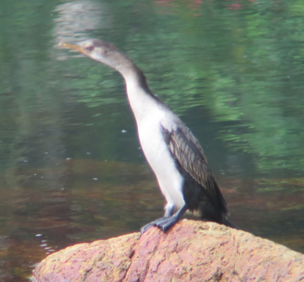 Long-tailed Cormorant - ML200487081
