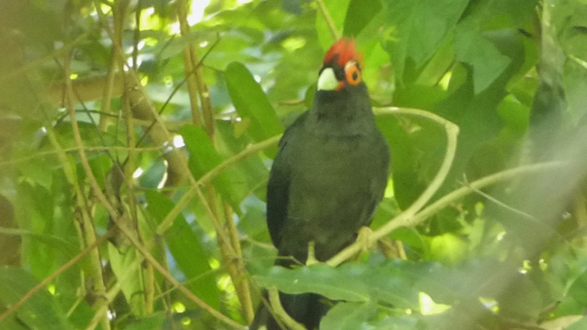 Red-crested Malkoha - ML200488481