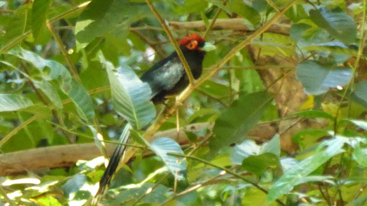 Red-crested Malkoha - ML200488501