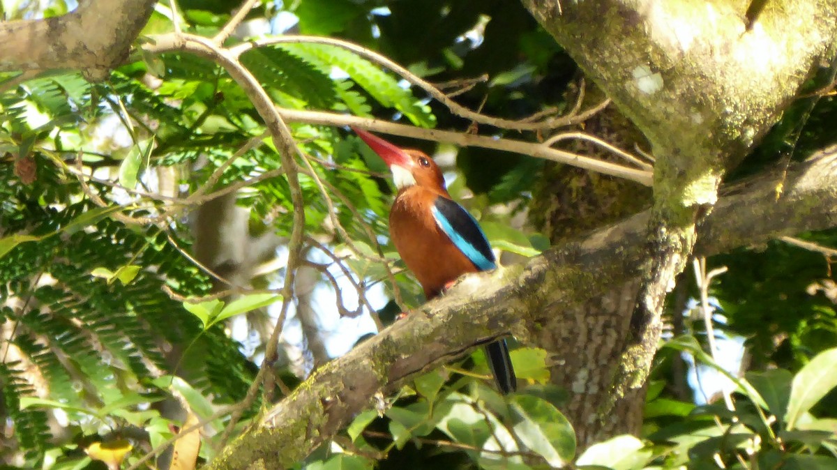 Brown-breasted Kingfisher - ML200488811
