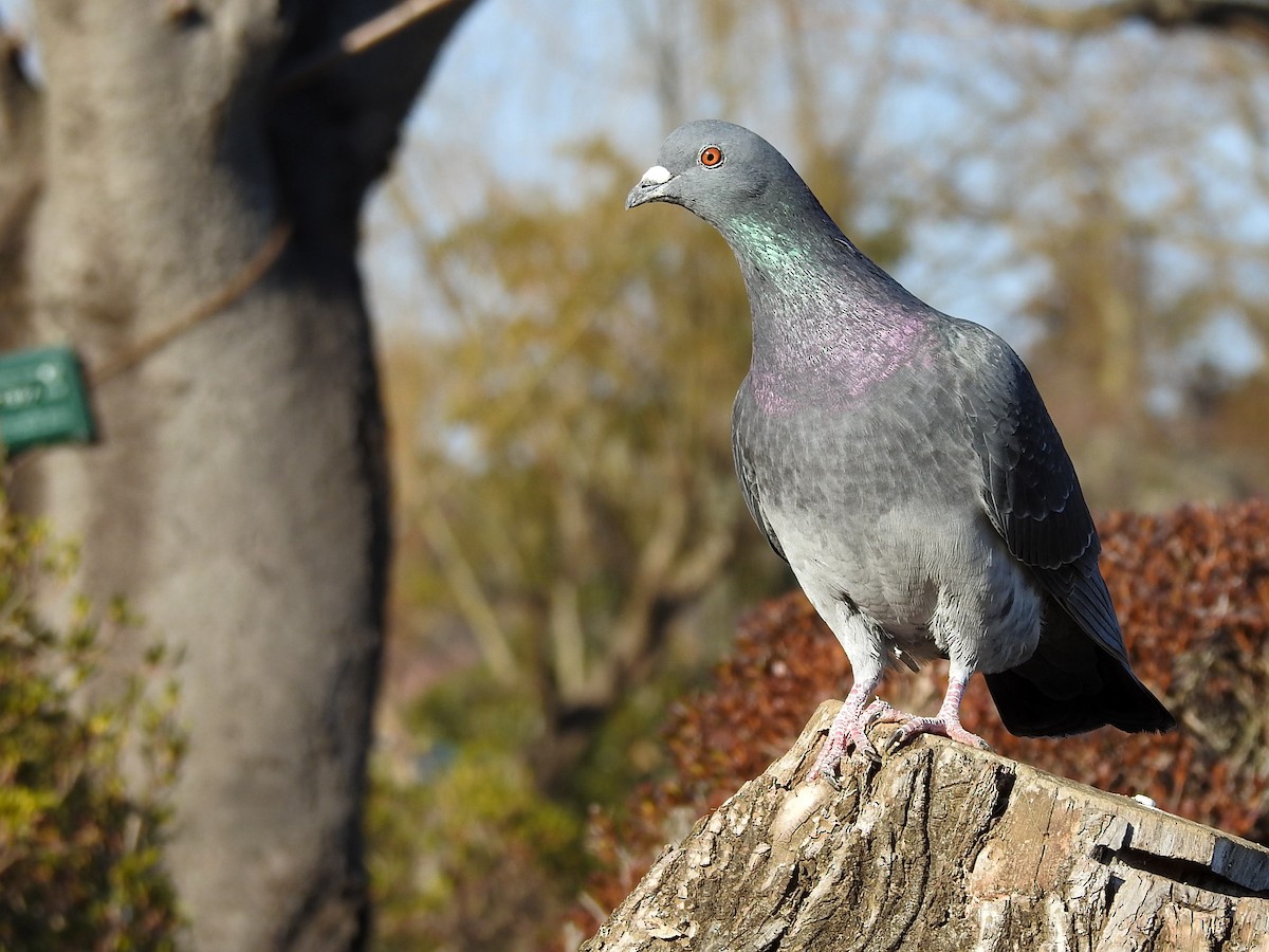 Rock Pigeon (Feral Pigeon) - ML200489521