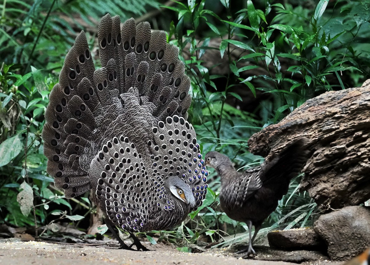 Gray Peacock-Pheasant - ML200489651