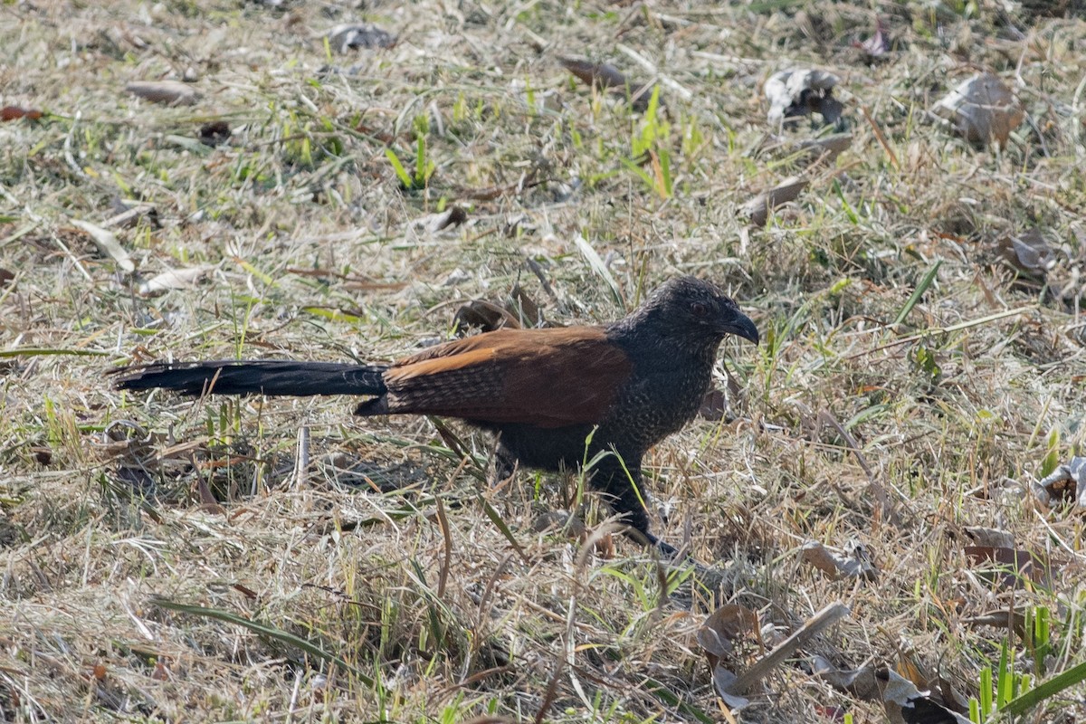 Greater Coucal - Jared Keyes