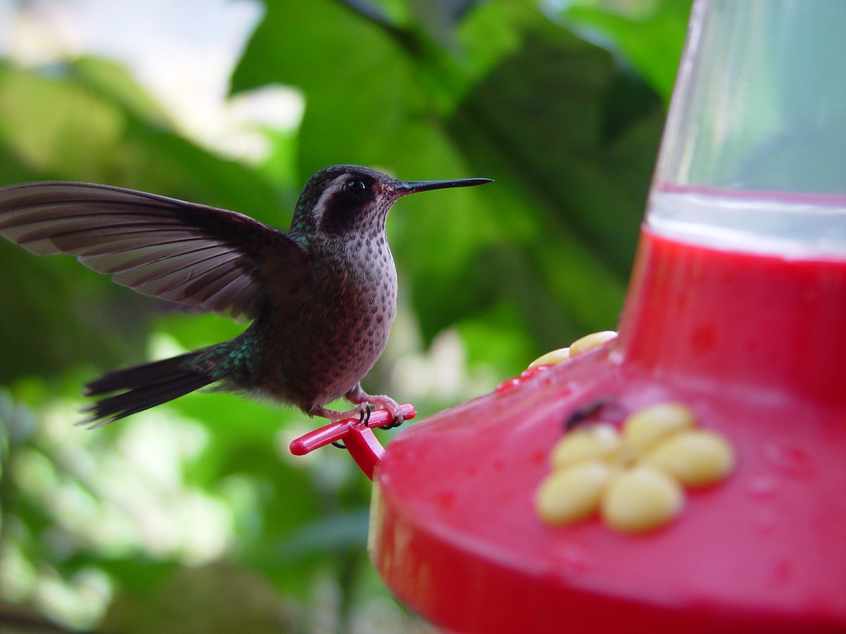 Speckled Hummingbird - Paul Salaman