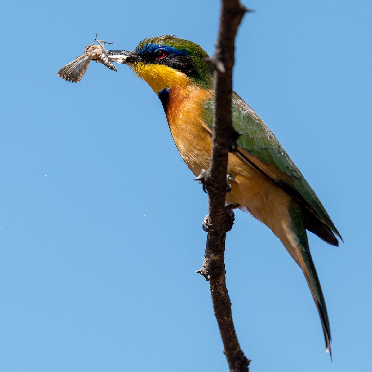 Ethiopian Bee-eater - ML200493431