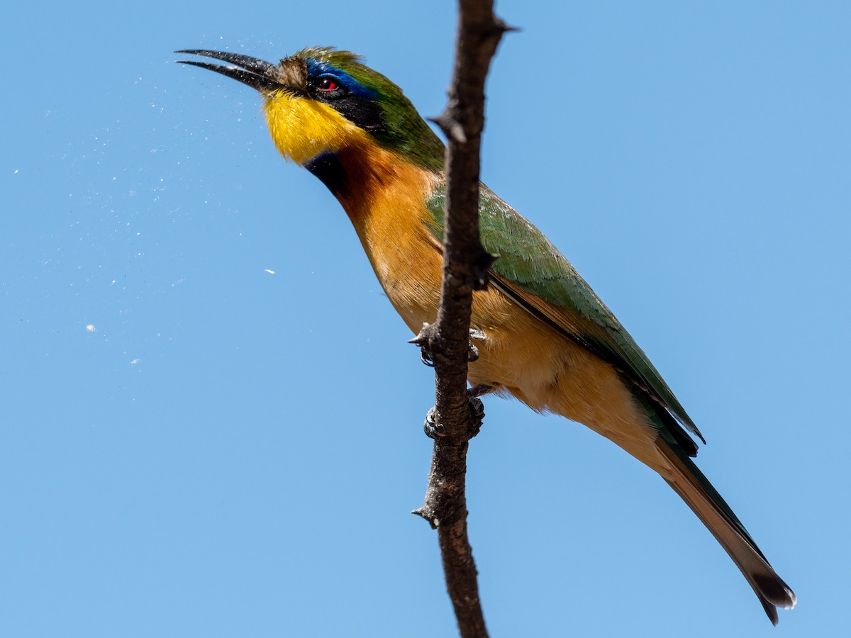 Ethiopian Bee-eater - ML200493451