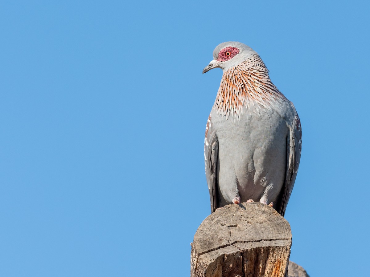 Speckled Pigeon - Jean-Louis  Carlo
