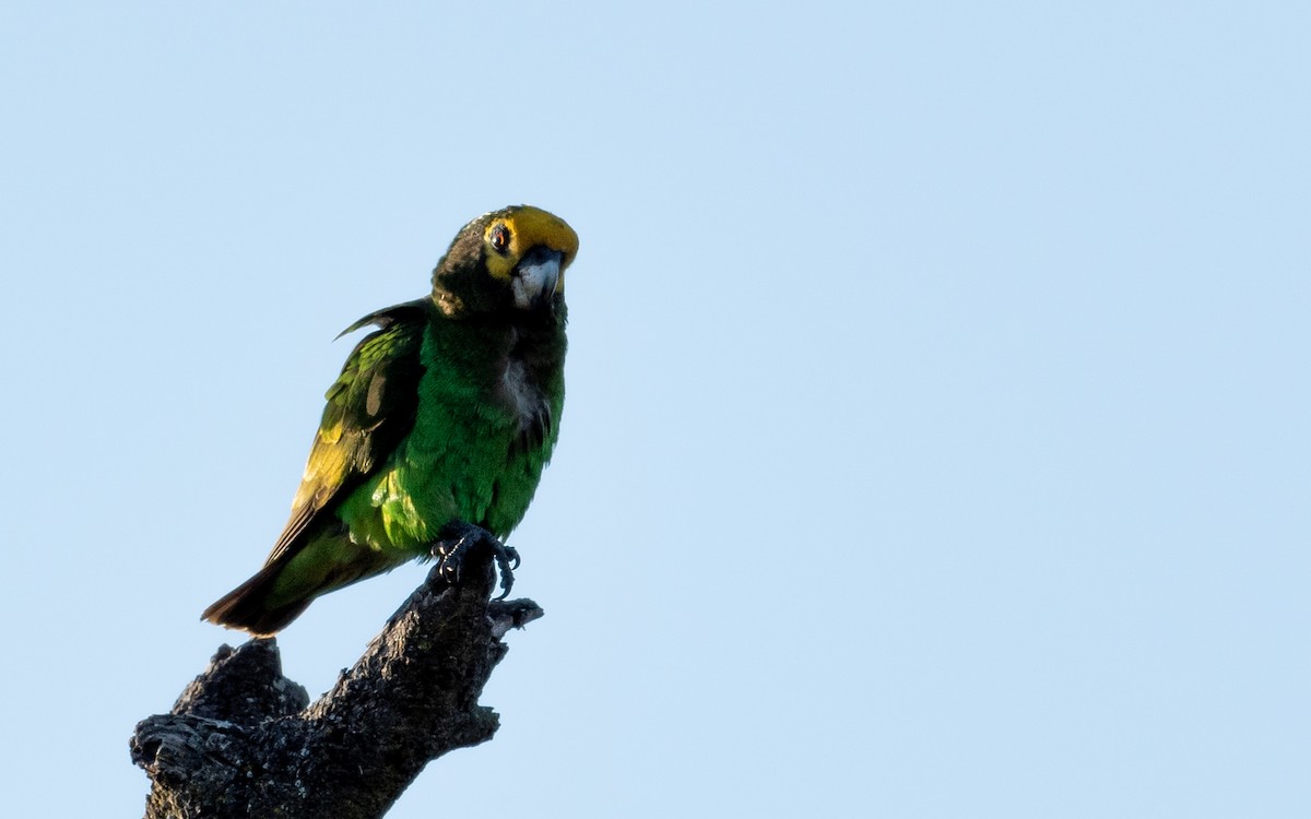 Yellow-fronted Parrot - ML200494131