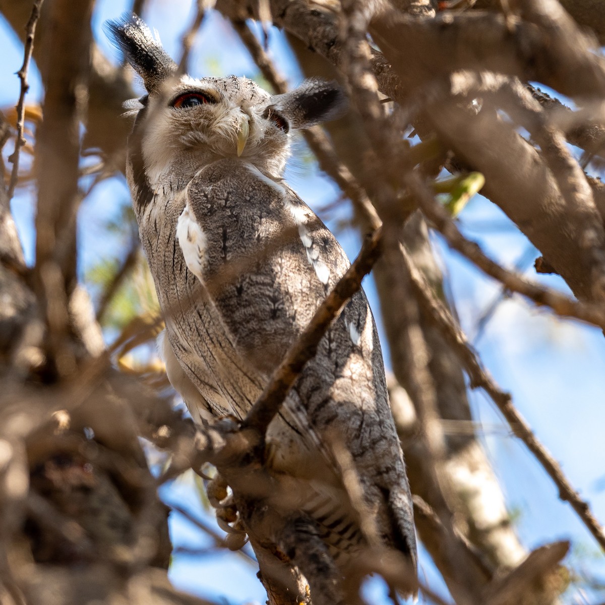 Northern White-faced Owl - ML200499831