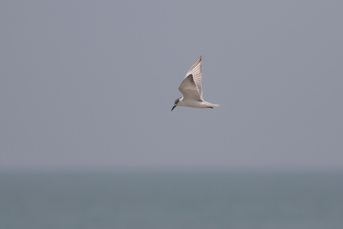 Whiskered Tern - Andreas Boe