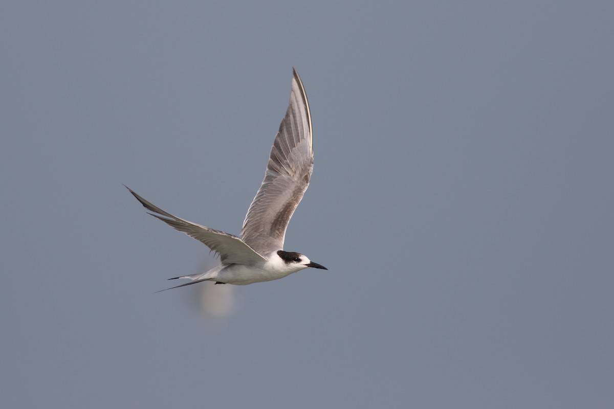 Common Tern - Andreas Boe