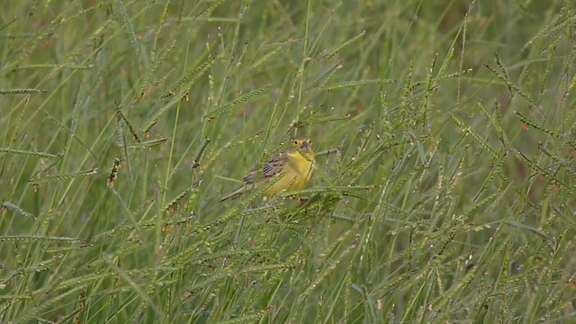 Grassland Yellow-Finch - ML200500811