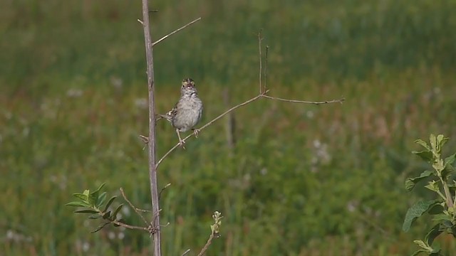 Grassland Sparrow - ML200500831